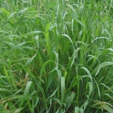 Kako se zauvijek riješiti pšenične trave na stranici